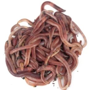 Tigerorm Medium (1-1,5 gr)