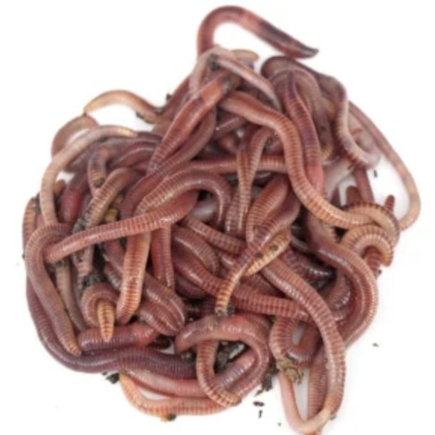 Tigerorm Medium (1-1,5 gr)