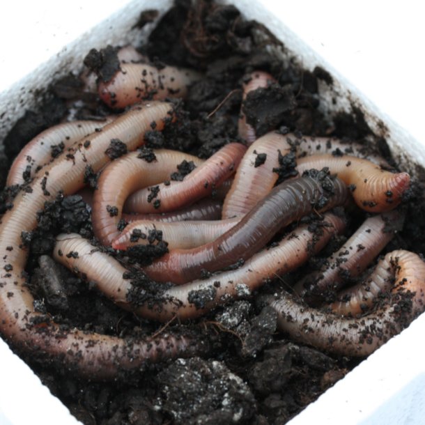 Canadiske Regnorm 24 stk (2026)